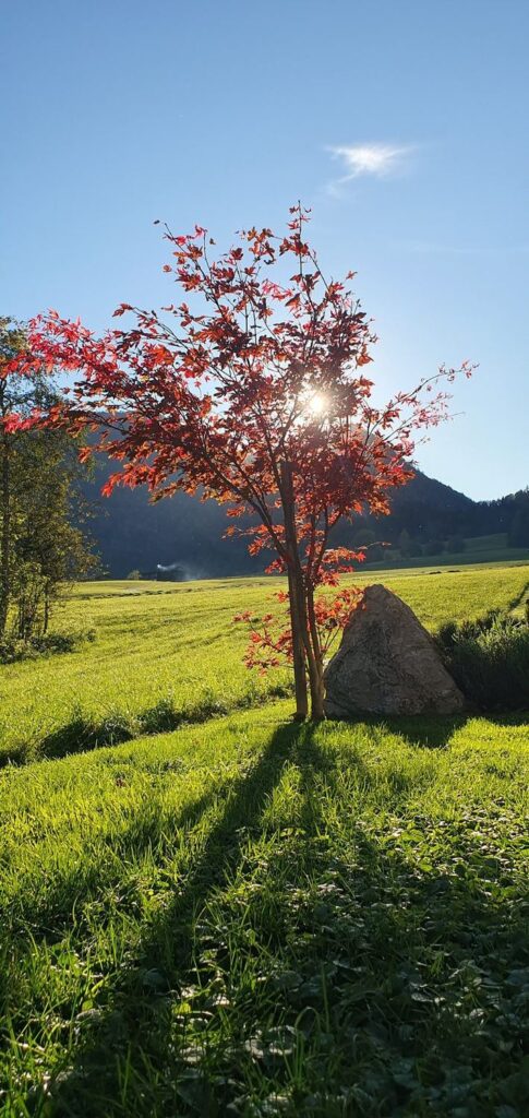 Rot gefärbter Baum in der Herbstsonne neben den Zeitfrei Chalet Apartments