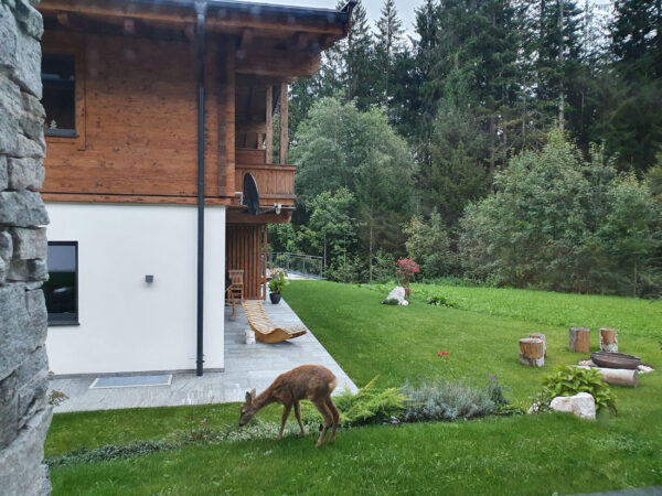 Wildes Reh grast direkt vor dem Chalet-Garten