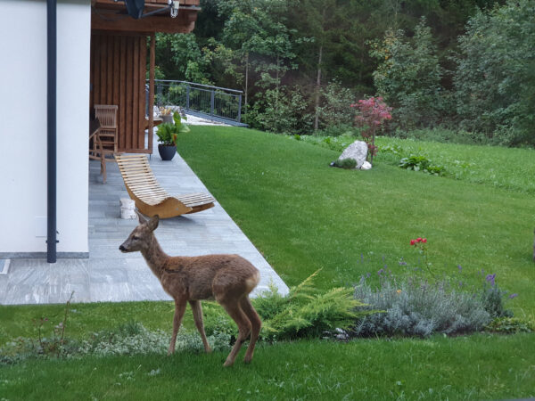 Reh schlendert über die Wiese neben der Chalet Terrasse