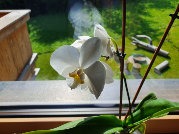 Weiße Orchidee am Fensterbrett vor grünem Chalet-Garten